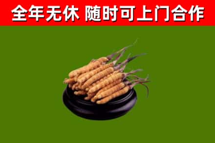 栾川烟酒回收冬虫夏草.jpg